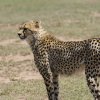 Gepard, Masai Mara